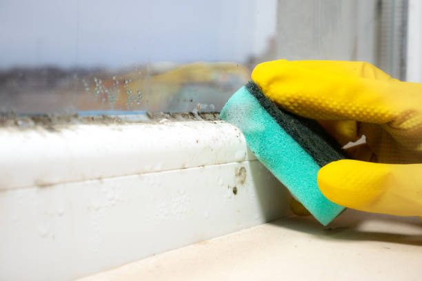 Mold Removal Process in Laguna Woods, CA