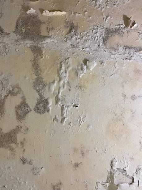 Best Mold Removal Process  in Laguna Woods, CA