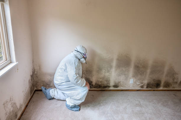 Best Local Mold Removal Service  in Laguna Woods, CA