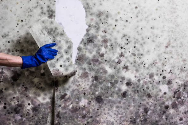 Best Professional Mold Removal  in Laguna Woods, CA