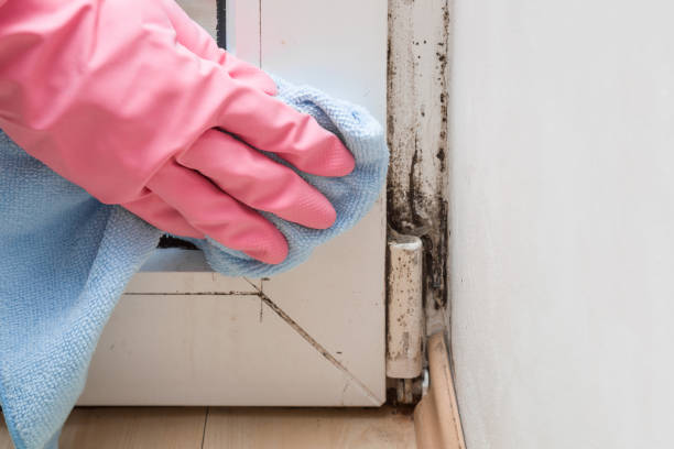 Best Certified Mold Removal  in Laguna Woods, CA